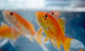 Goldfish
