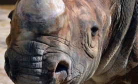 Rhino