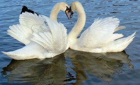 Swans