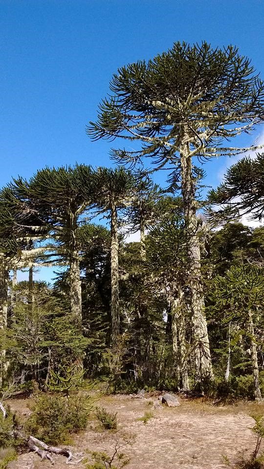 The Araucaria forests of Chile, part 2