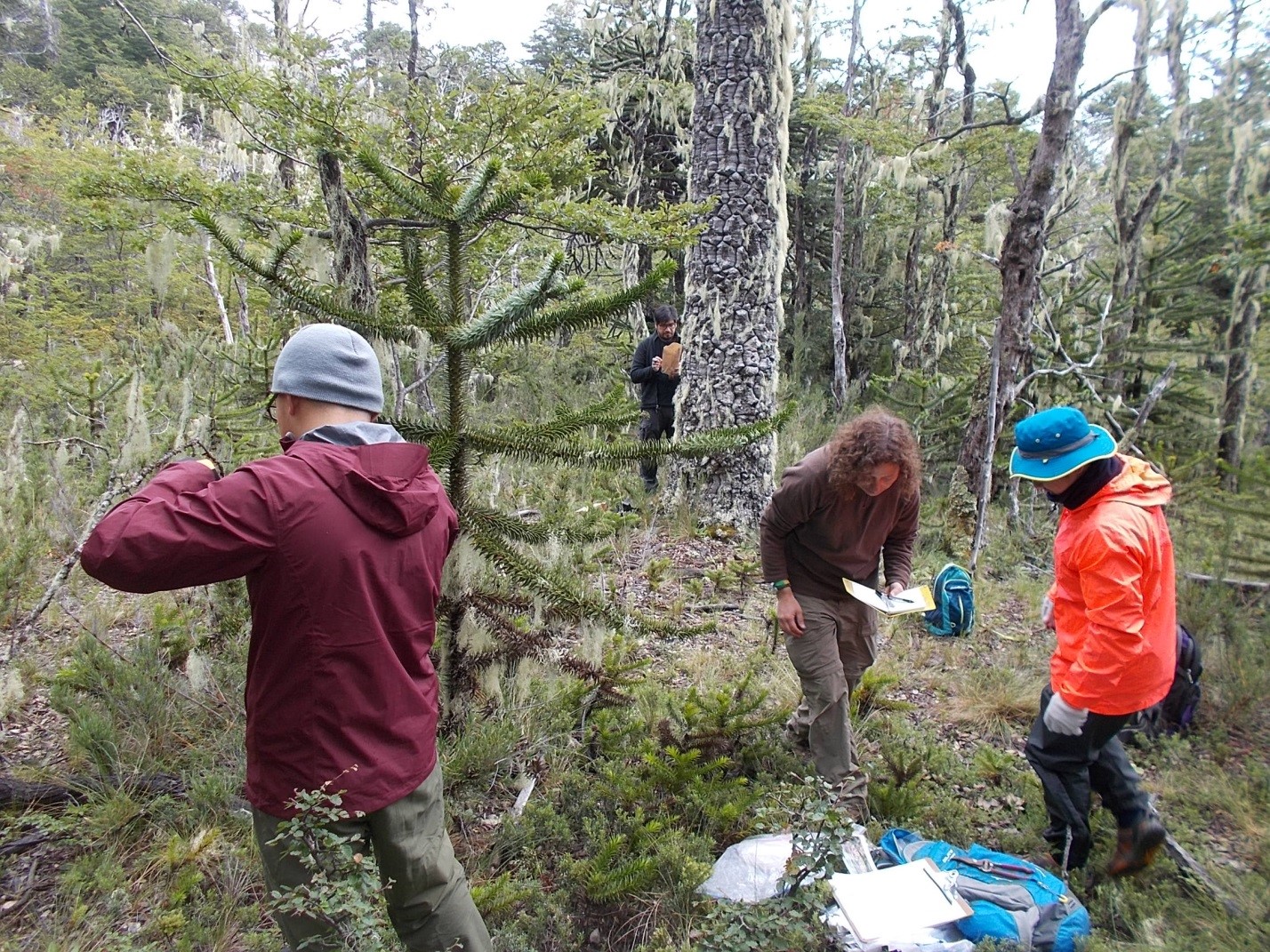 The Araucaria forests of Chile, part 2