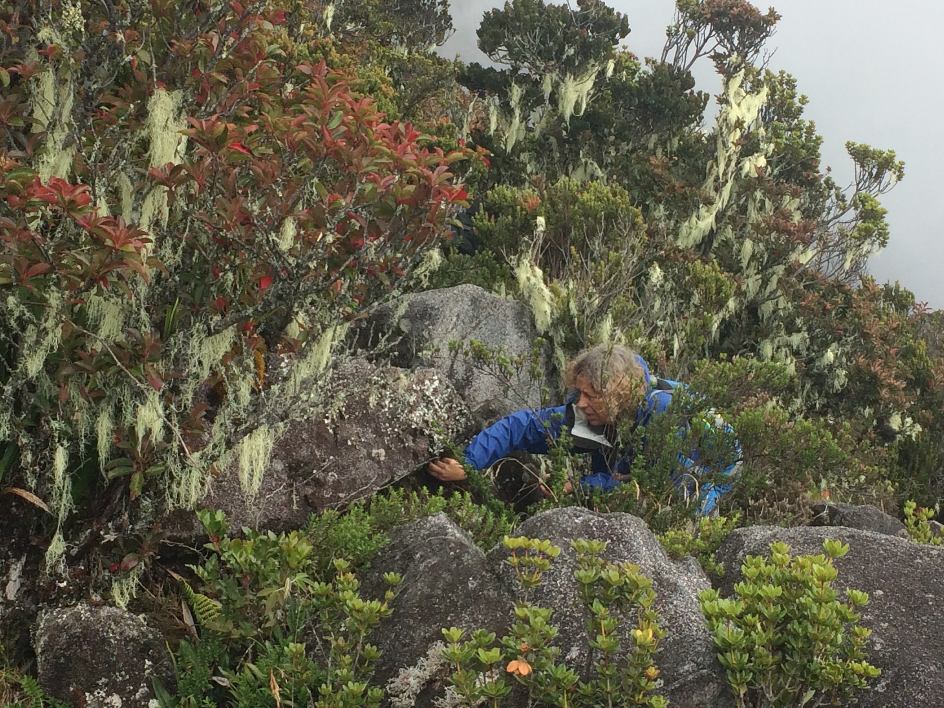 Collecting lichen samples on Kinabalu Mountain (Betsy).